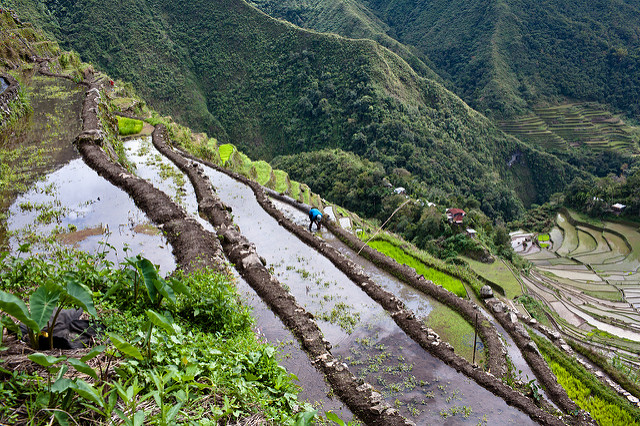 Arrozales desde cerca en Batad